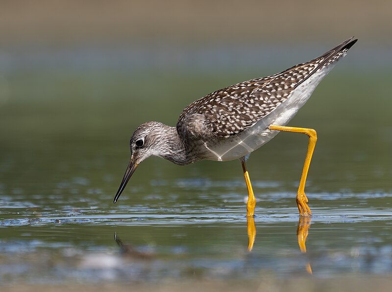 Lesser Yellowlegs (Tringa flavipes) photo