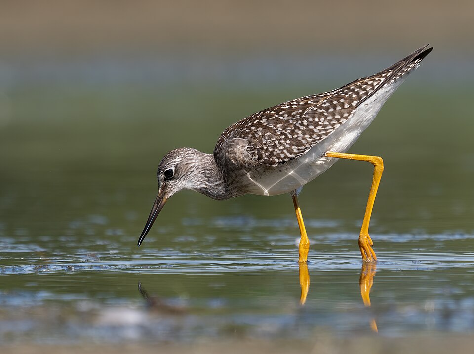 Lesser Yellowlegs (Tringa flavipes)