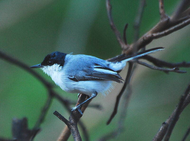 White-lored Gnatcatcher (Polioptila albiloris) photo