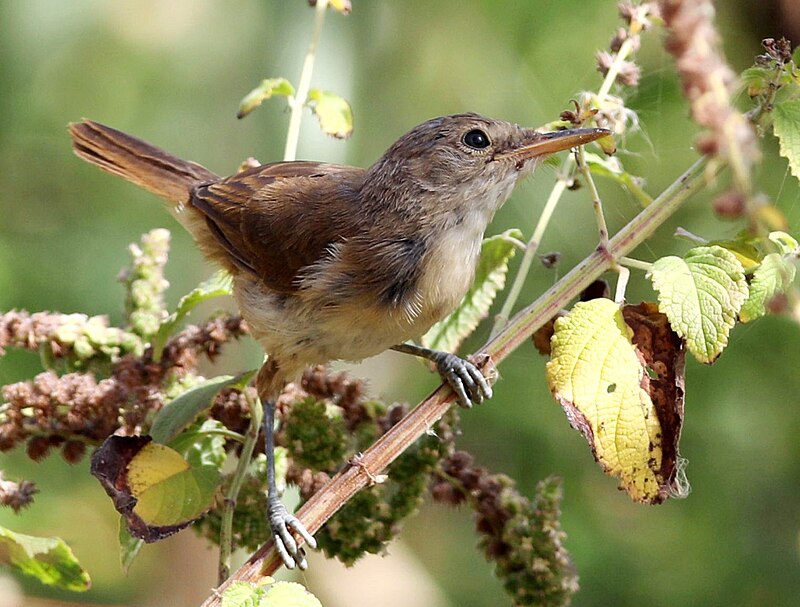 Cape Verde Swamp Warbler (Acrocephalus brevipennis) photo