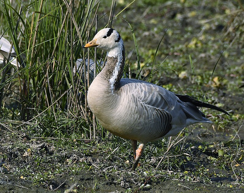 Bar-headed Goose (Anser indicus) photo