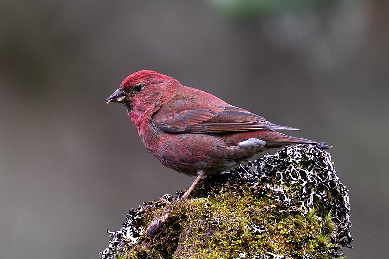 Blanford's Rosefinch (Agraphospiza rubescens) photo