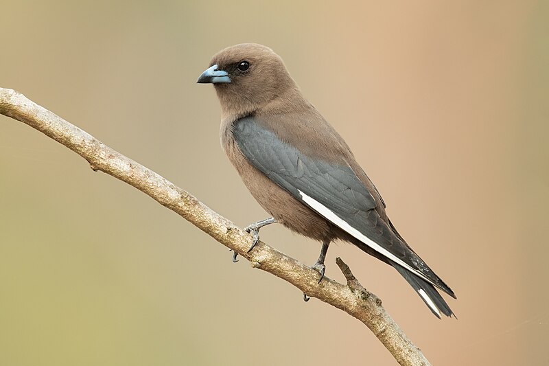 Dusky Woodswallow (Artamus cyanopterus) photo