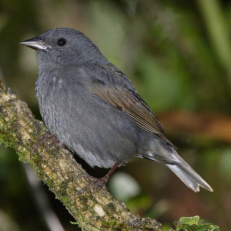 Slaty Finch (Haplospiza rustica) photo