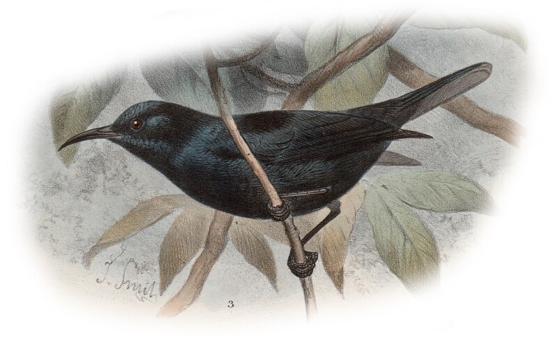 Bismarck Black Myzomela (Myzomela pammelaena) photo