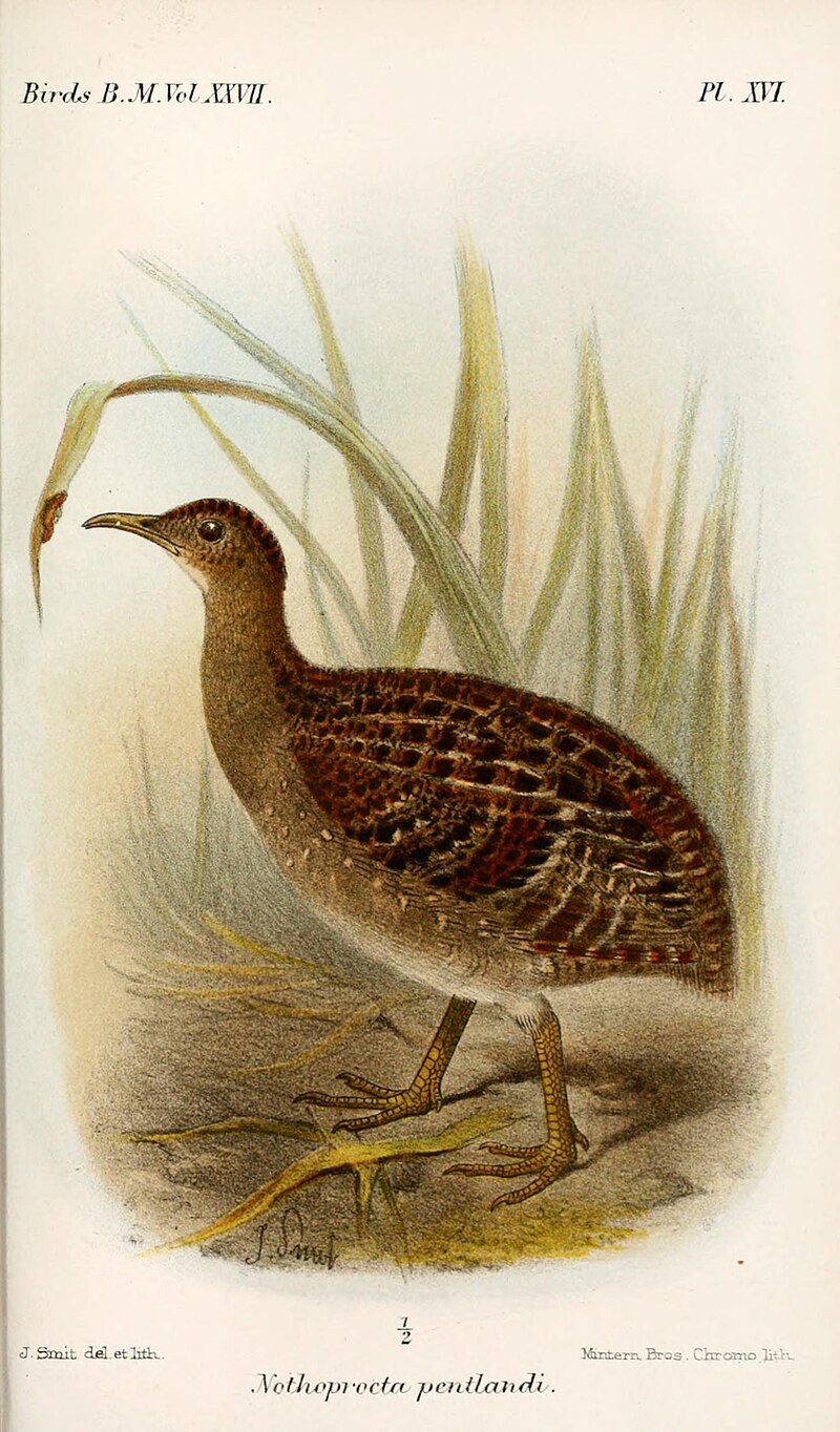 Andean Tinamou (Nothoprocta pentlandii) photo
