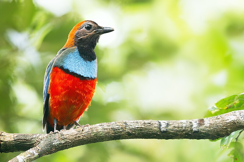 Papuan Pitta (Erythropitta macklotii) photo