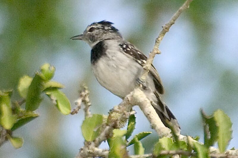 Pectoral Antwren (Herpsilochmus pectoralis) photo