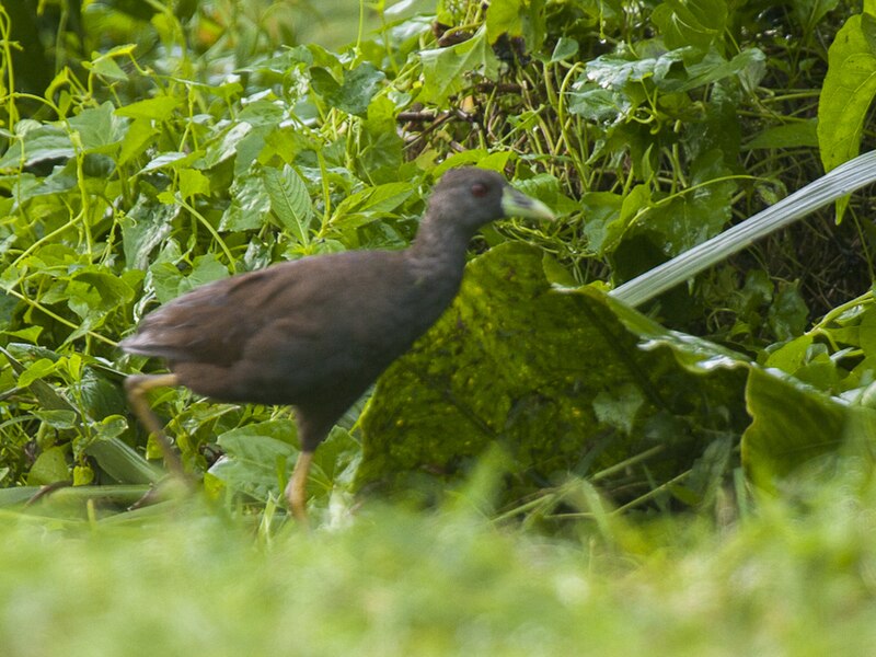 Plain Bush-hen (Amaurornis olivacea) photo