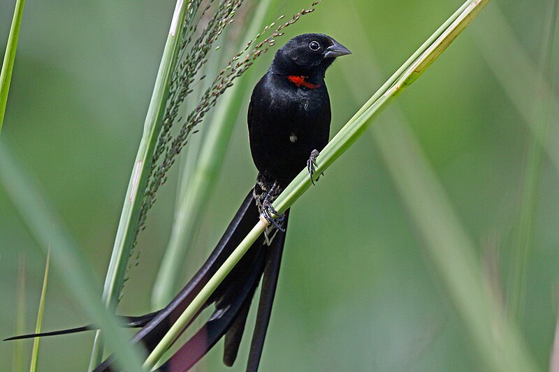 Red-collared Widowbird (Euplectes ardens) photo