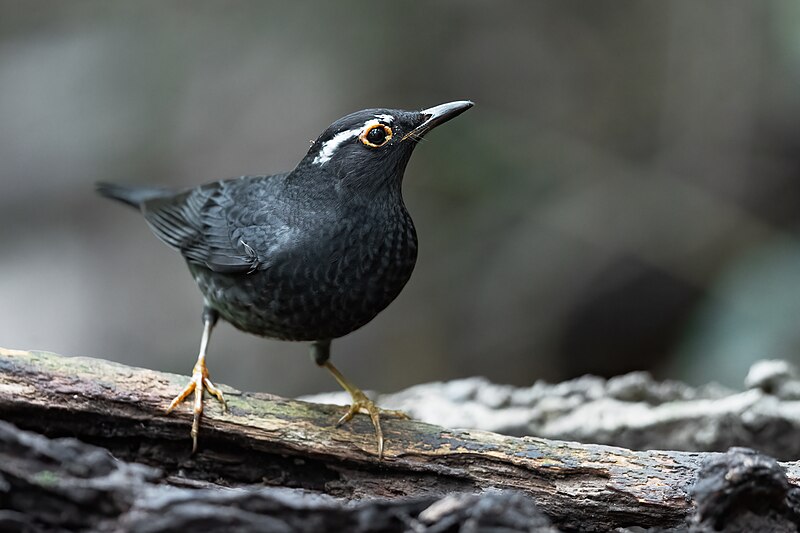 Siberian Thrush (Geokichla sibirica) photo