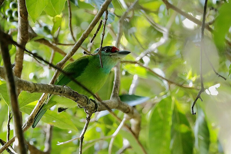 Turquoise-throated Barbet (Psilopogon chersonesus) photo
