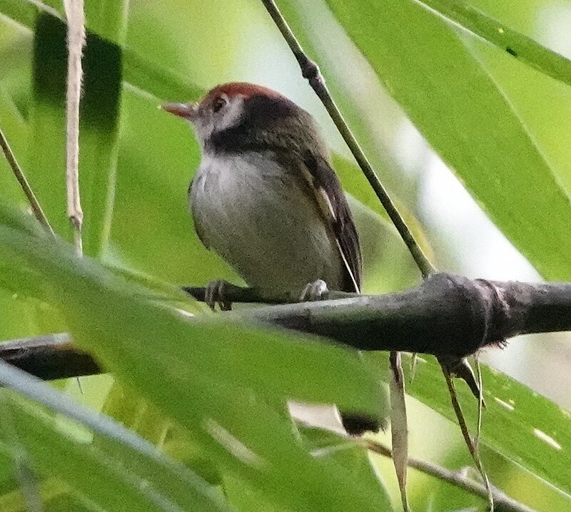 White-cheeked Tody-Flycatcher (Poecilotriccus albifacies) photo