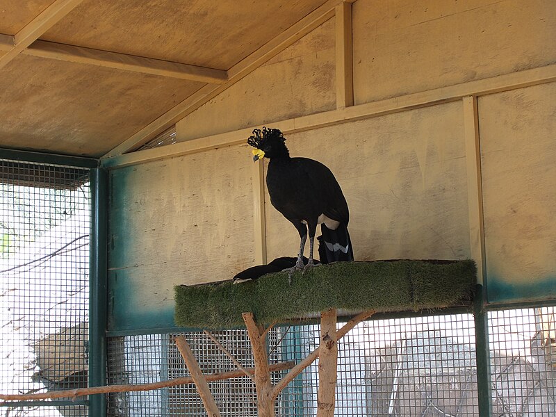 Yellow-knobbed Curassow (Crax daubentoni) photo