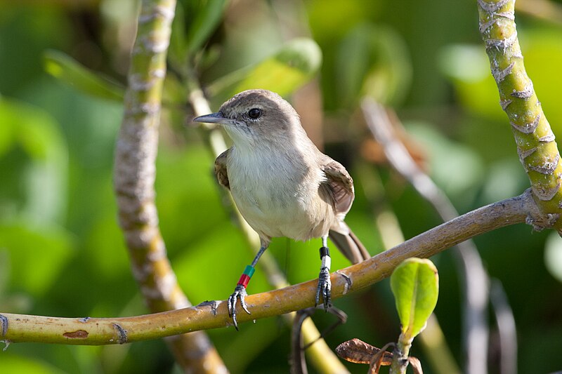 Millerbird (Acrocephalus familiaris) photo