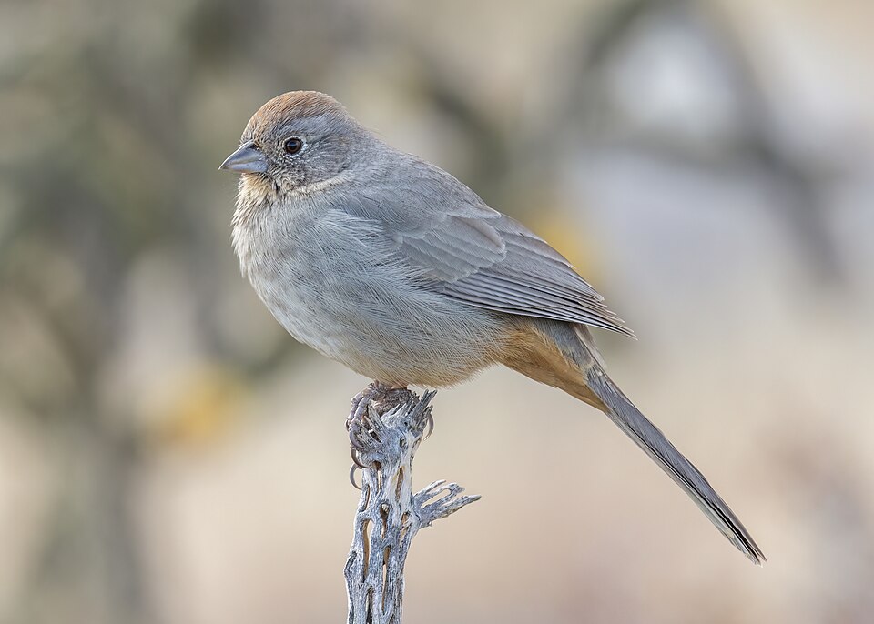 Canyon Towhee (Melozone fusca)
