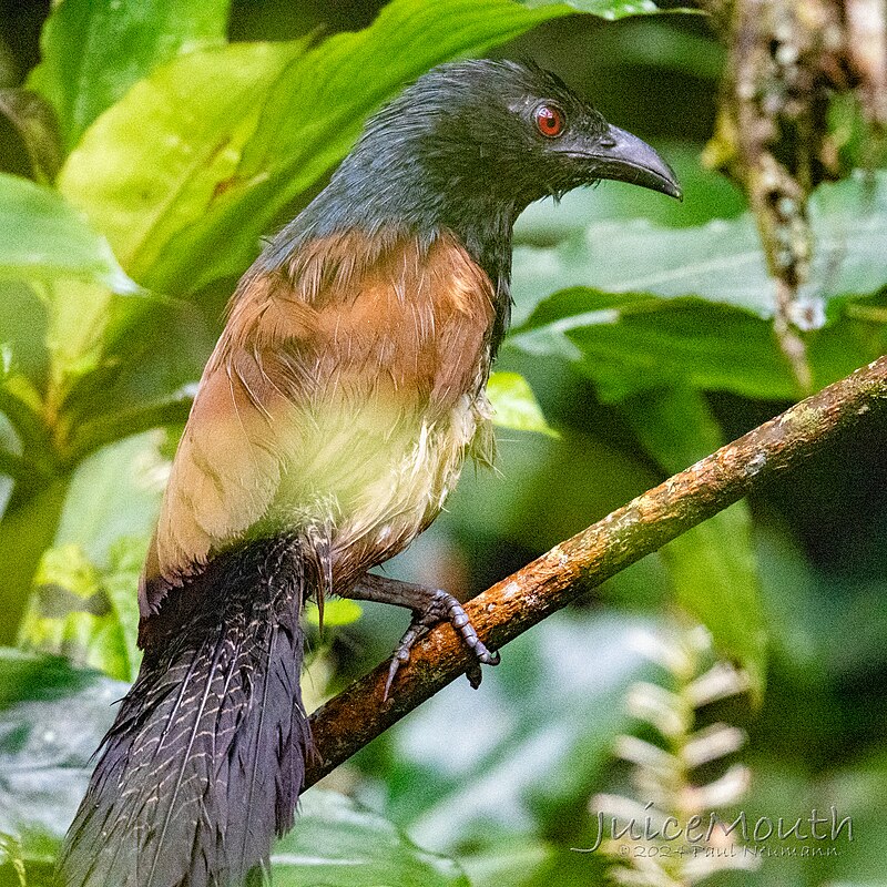 Black-throated Coucal (Centropus leucogaster) photo