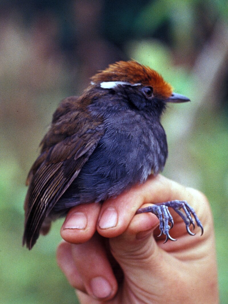 Chestnut-crowned Gnateater (Conopophaga castaneiceps) photo