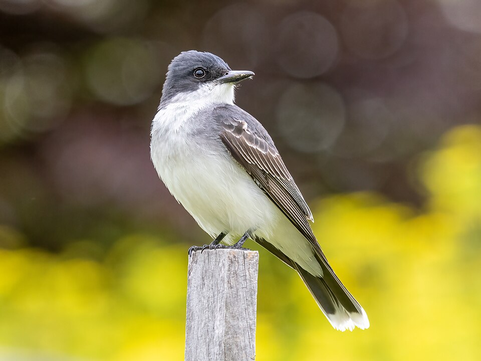 Eastern Kingbird (Tyrannus tyrannus)