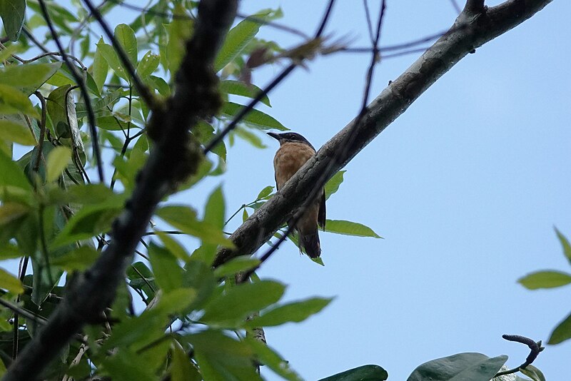 Geelvink Cicadabird (Edolisoma meyerii) photo