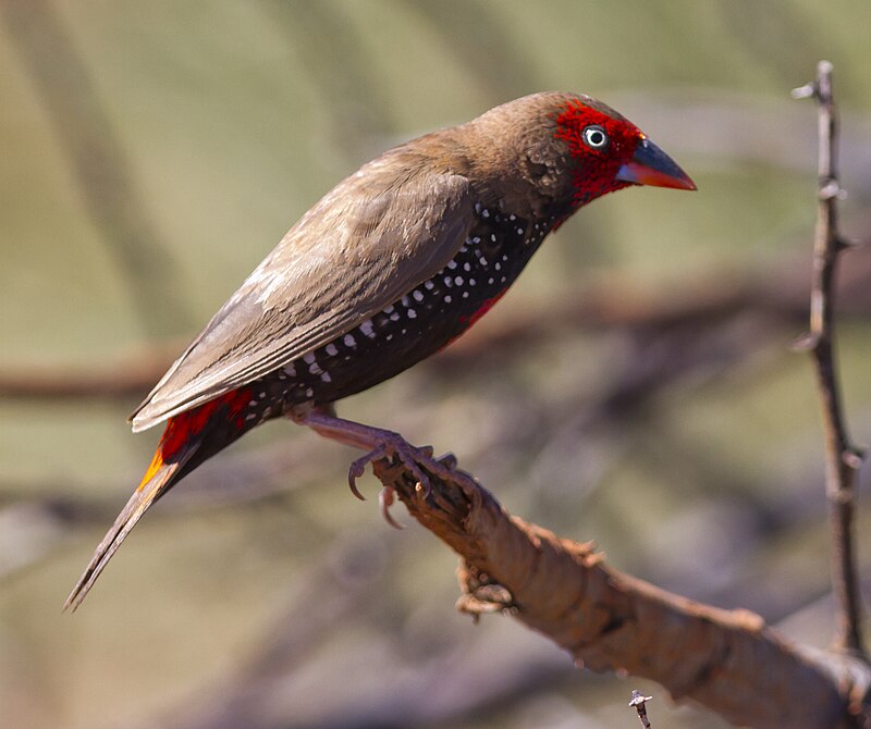 Painted Firetail (Emblema pictum) photo