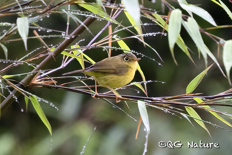 Martens's Warbler (Phylloscopus omeiensis) photo