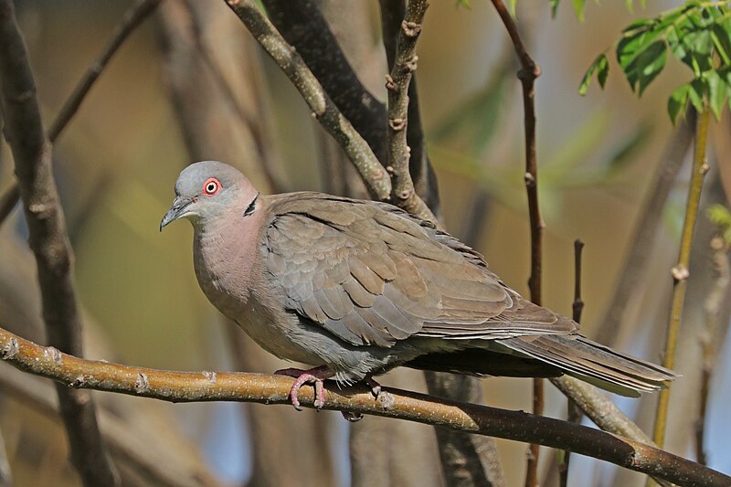 Mourning Collared-Dove (Streptopelia decipiens) photo