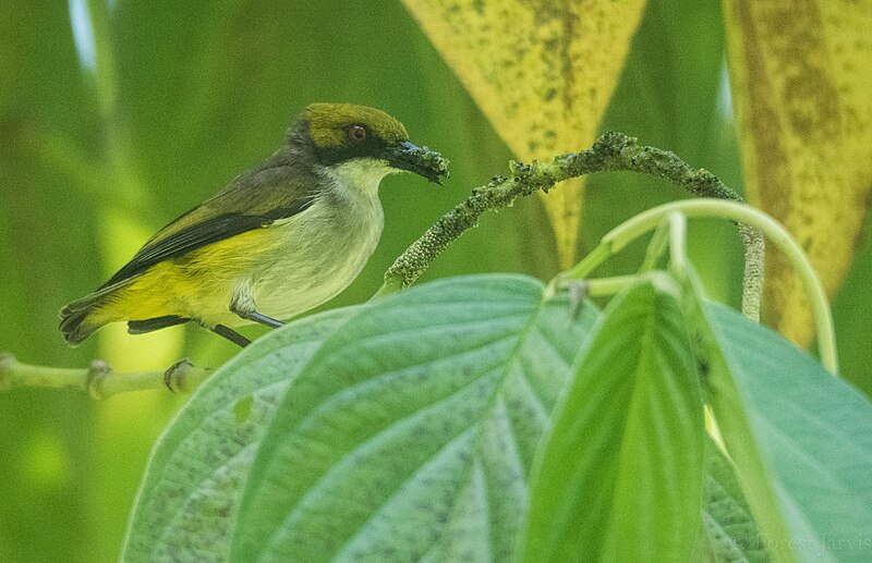 Olive-capped Flowerpecker (Dicaeum nigrilore) photo