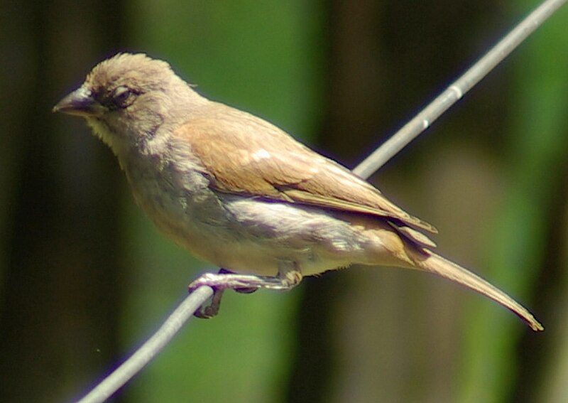 Swahili Sparrow (Passer suahelicus) photo