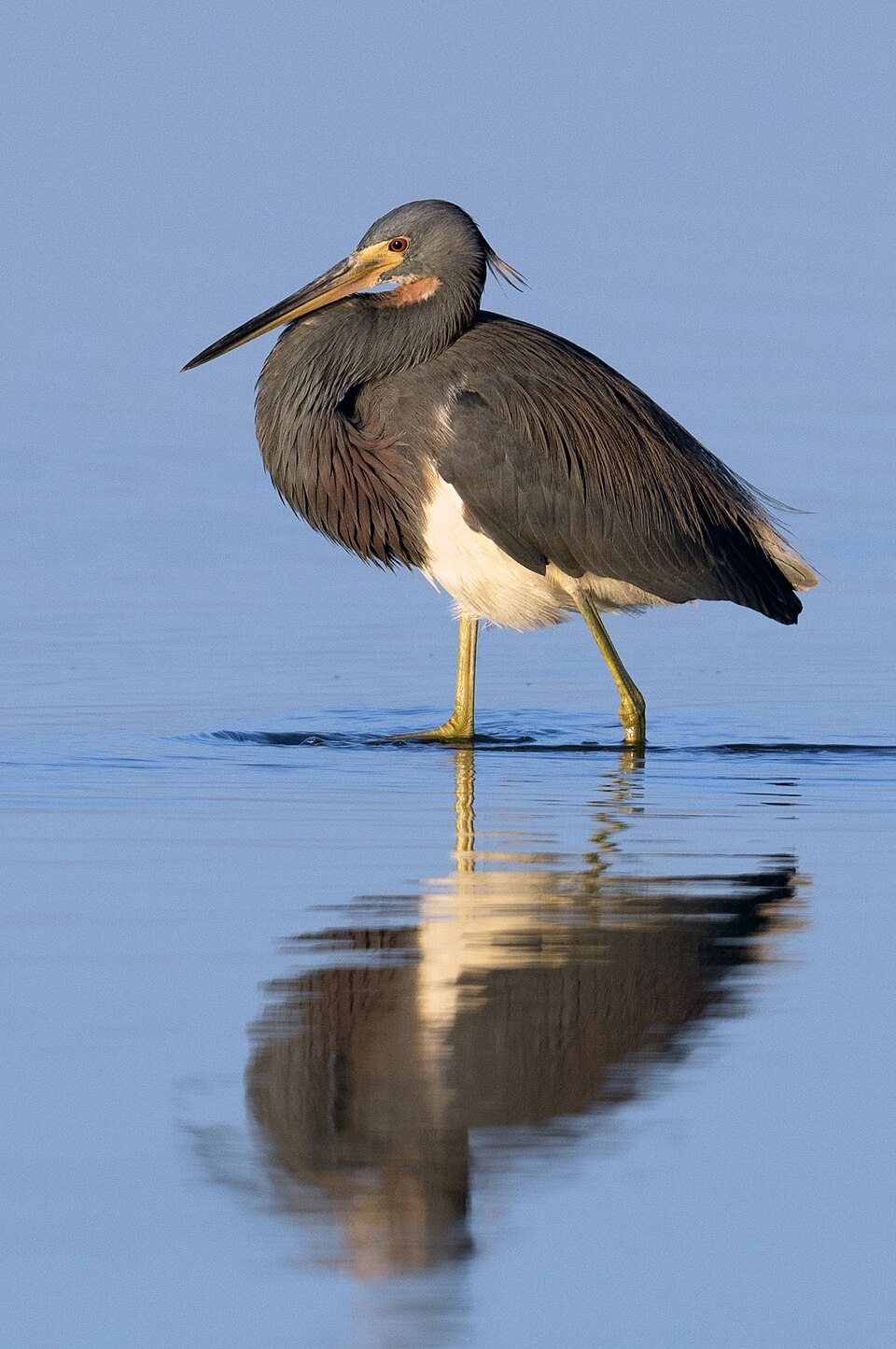 Tricolored Heron (Egretta tricolor)
