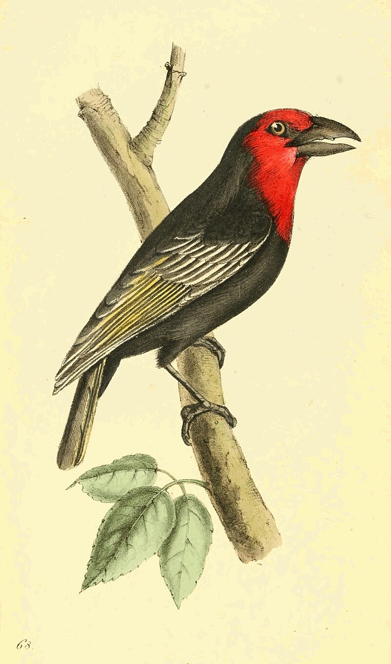 Black-billed Barbet (Lybius guifsobalito) photo