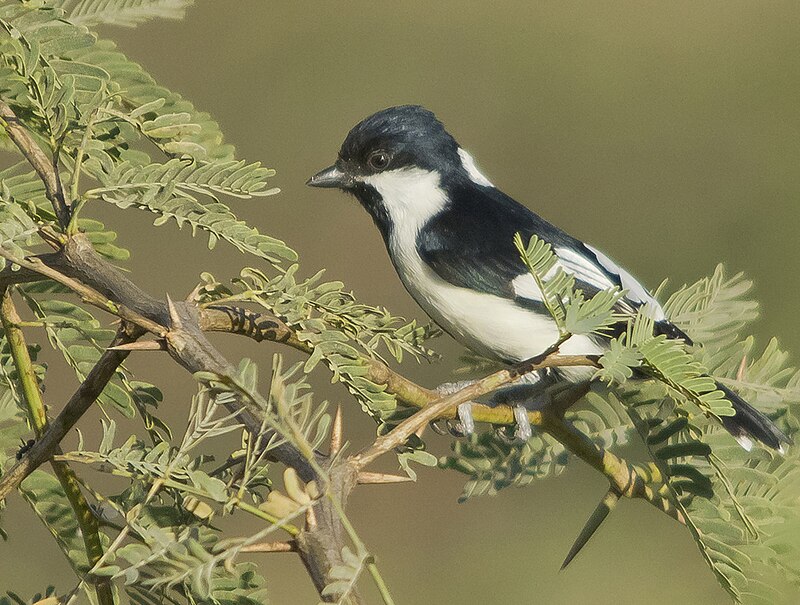 White-naped Tit (Machlolophus nuchalis) photo