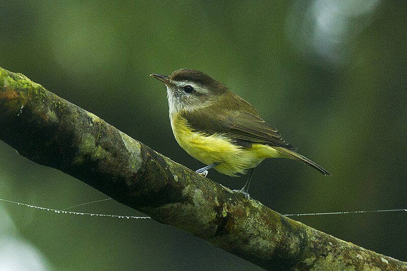Brown-capped Vireo (Vireo leucophrys) photo