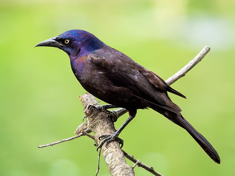 Common Grackle (Quiscalus quiscula)