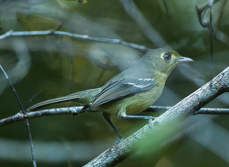Cuban Vireo (Vireo gundlachii) photo