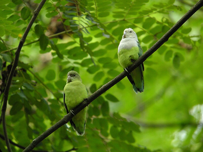 Gray-headed Lovebird (Agapornis canus) photo
