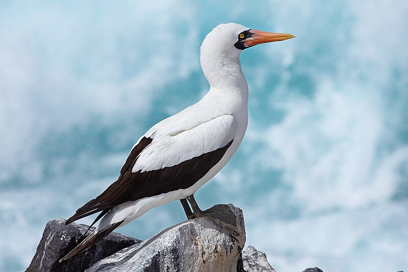 Nazca Booby (Sula granti) photo