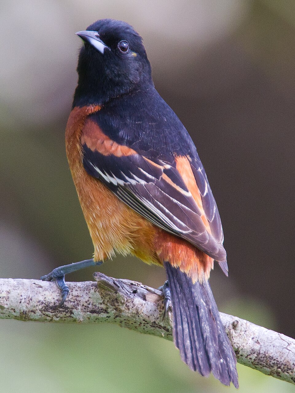 Orchard Oriole (Icterus spurius)