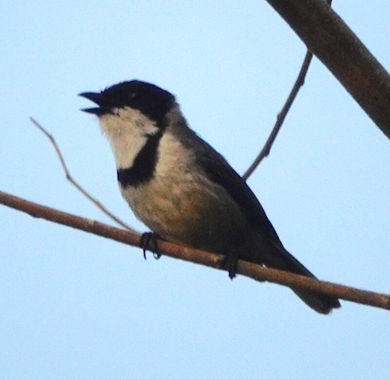 Wallacean Whistler (Pachycephala arctitorquis) photo