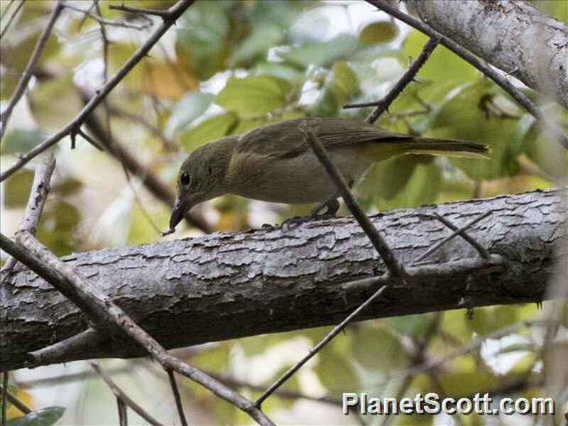 Fawn-breasted Whistler (Pachycephala orpheus) photo