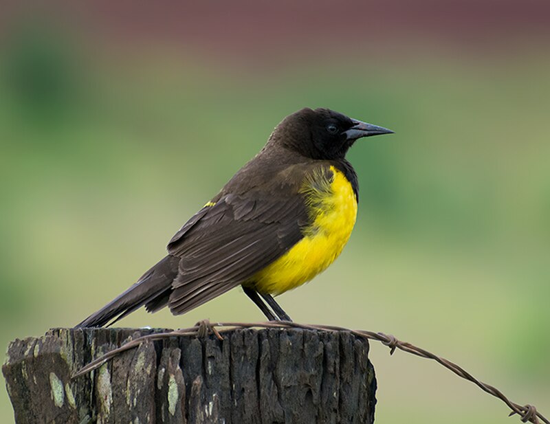 Yellow-rumped Marshbird (Pseudoleistes guirahuro) photo