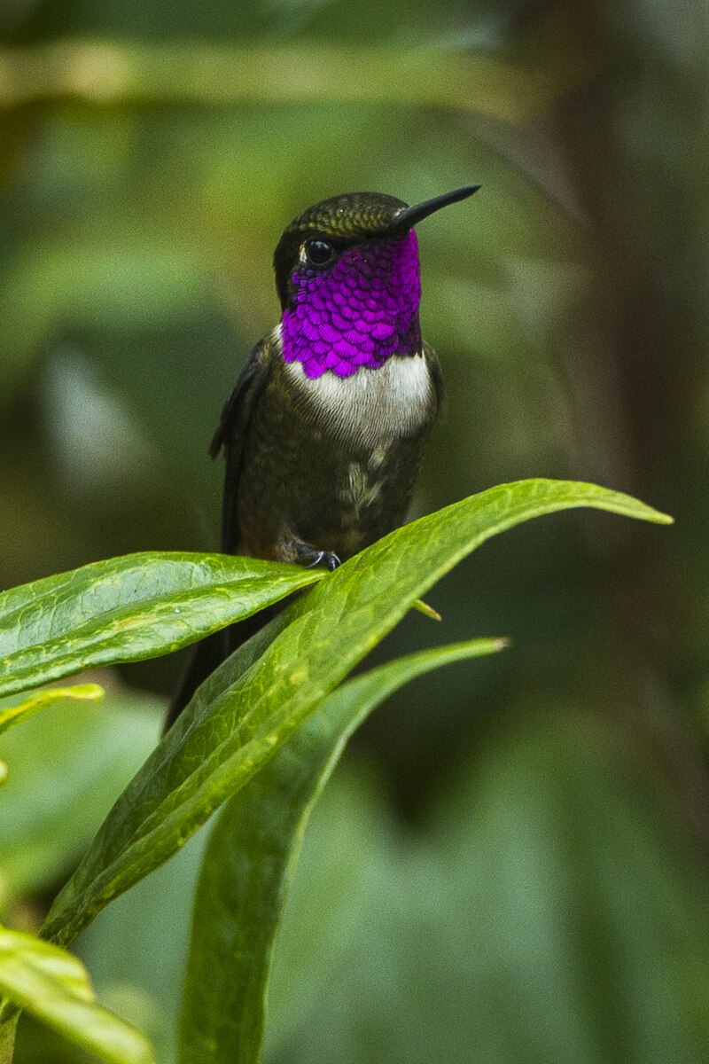 Purple-throated Woodstar (Philodice mitchellii) photo
