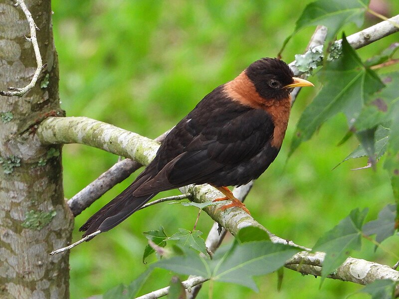 Rufous-collared Robin (Turdus rufitorques) photo