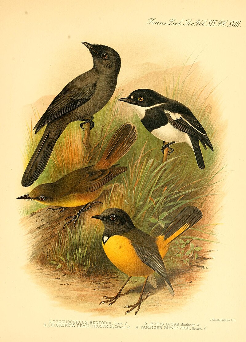 Bedford's Paradise-Flycatcher (Terpsiphone bedfordi) photo