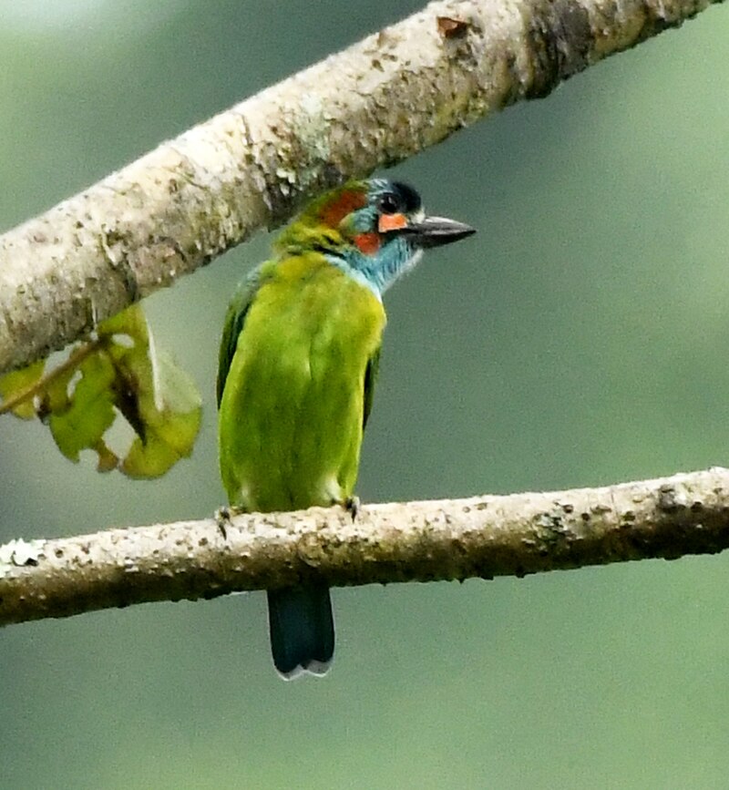 Blue-eared Barbet (Psilopogon cyanotis) photo