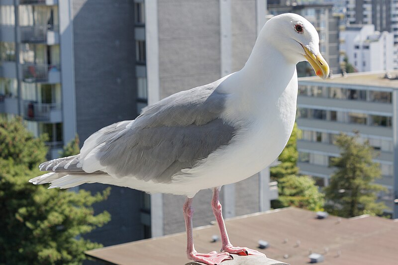 Glaucous-winged Gull (Larus glaucescens) photo