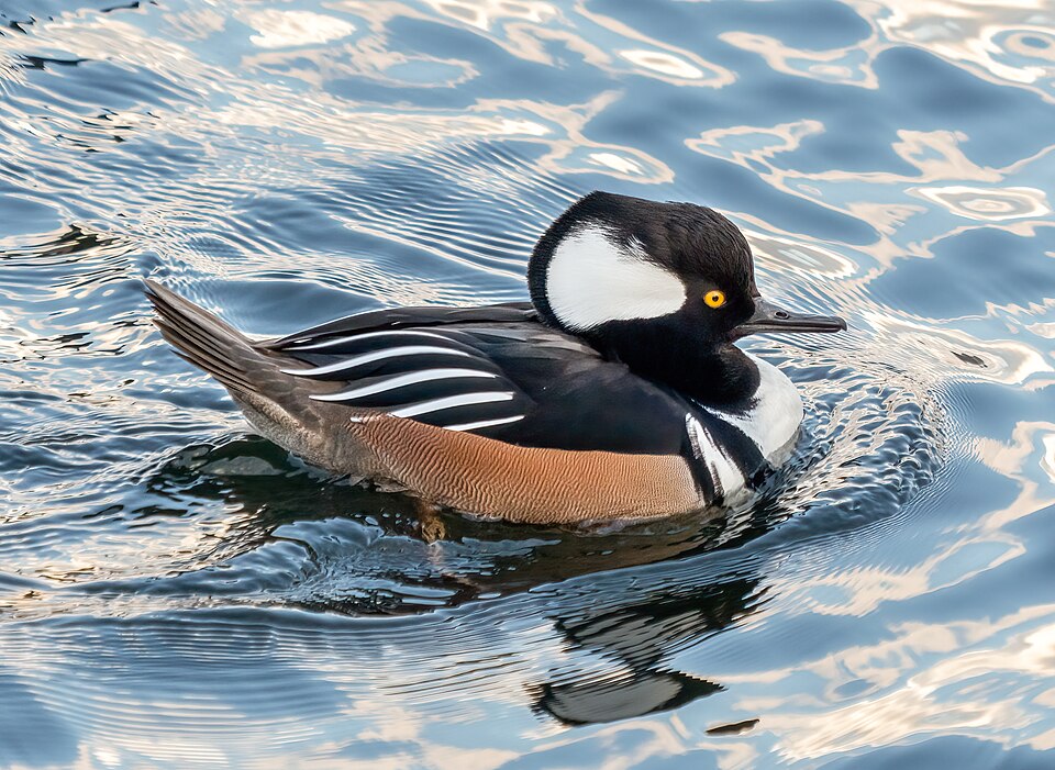 Hooded Merganser (Lophodytes cucullatus)