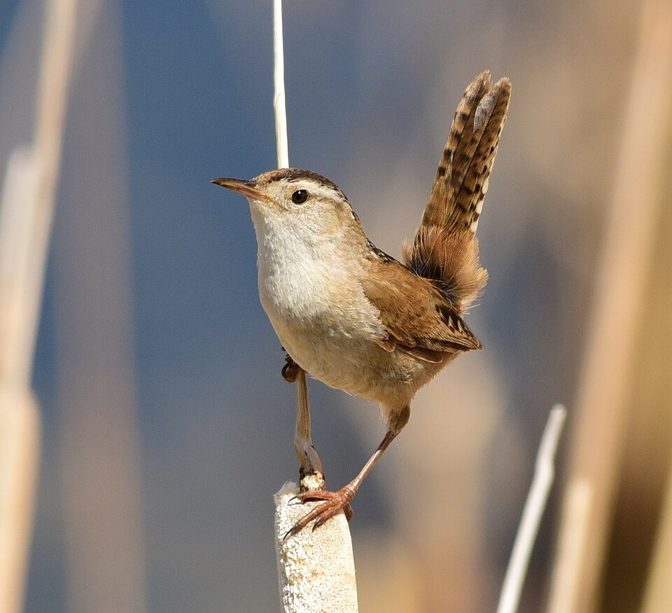 Marsh Wren (Cistothorus palustris)