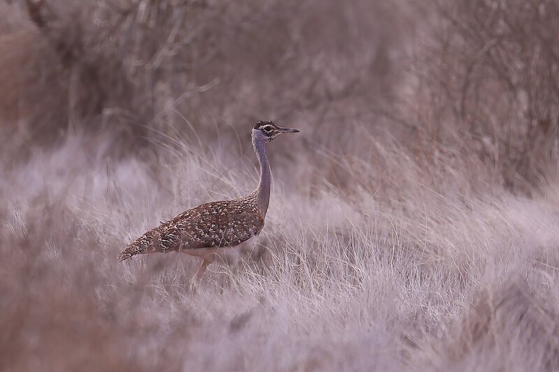 Heuglin's Bustard (Neotis heuglinii) photo