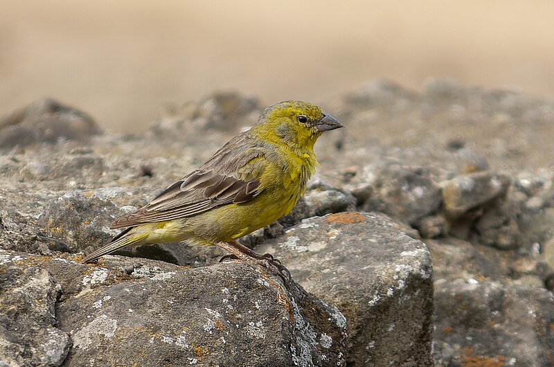 Raimondi's Yellow-Finch (Sicalis raimondii) photo